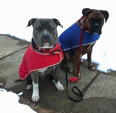 A blue-nose brindle Pit Bull Terrier, in a red vest and a brown brindle Boxer, in a blue vest, are sitting on a concrete sidewalk and they are looking forward. They area behind them is covered in snow.