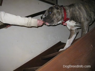 A person is attempting to lead a blue-nose brindle Pit Bull Terrier down a staircase by giving him a treat.