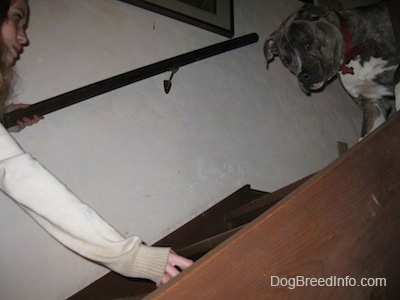 A person in a white jacket is placing a treat on a middle step to lure a blue-nose brindle Pit Bull Terrier down the steps.
