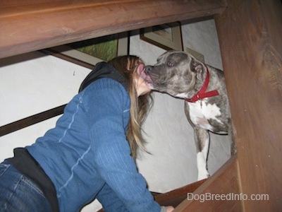 A lady in a blue jacket is leaning up the wooden staircase and a blue-nose brindle Pit Bull Terrier is licking her face.