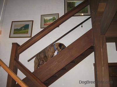 A brown brindle Boxer is walking up a wooden staircase.