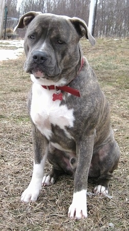 Front side view - A thick, blue-nose brindle Pit Bull Terrier is sitting in grass and he is looking forward. There is snow to the left of him.