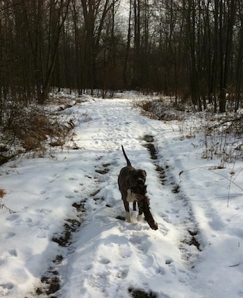 A blue-nose brindle Pit Bull Terrier is walking down a snowy path in between trees and he is carrying a thing in his mouth.