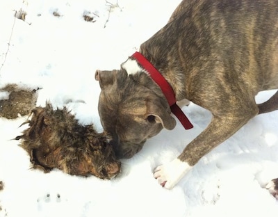 A blue-nose brindle Pit Bull Terrier is standing in snow and he is sniffing the skin of an animal.