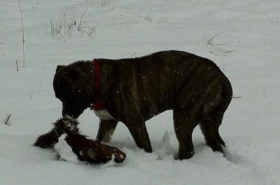 A blue-nose brindle Pit Bull Terrier is dragging the skin of an animal through snow.