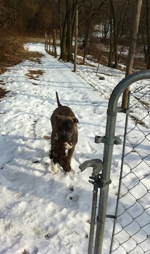A blue-nose brindle Pit Bull Terrier is walking down a snowy path and in front of him is a gate. He is carrying animal fur in his mouth.