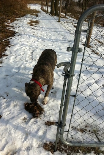 A blue-nose brindle Pit Bull Terrier is standing in snow in front of a gate and he is sniffing a animal fur that is on the ground.