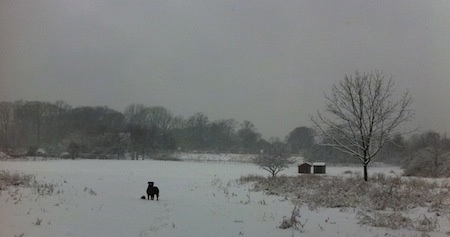 A blue-nose brindle Pit Bull Terrier is standing in a field of snow and looking forward. There is an animal pelt next to him.