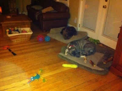 A blue-nose brindle Pit Bull Terrier is sleeping on a dog bed and behind him is a brown brindle Boxer sleeping on a dog bed. There are toys and bones all around the both of them.