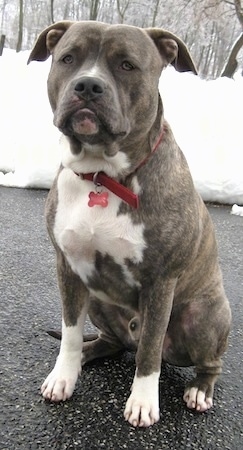 Front view - A blue-nose brindle Pit Bull Terrier is sitting on a blacktop surface and he is looking forward. There is snow covering the ground behind him.
