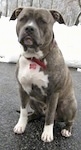 A blue-nose brindle Pit Bull Terrier is sitting on a wet blacktop surface. There is snow covering the background behind him.