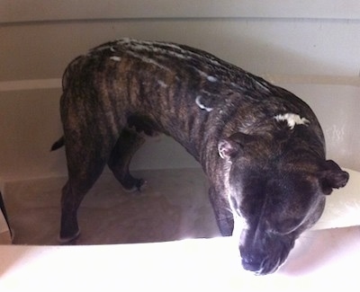 A blue-nose Brindle Pit Bull Terrier is standing in a tub with a small amount of water in it. He has soap on his back and he is looking over the edge of the tub.