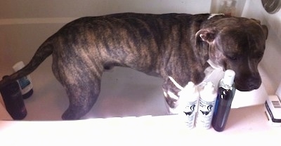A blue-nose Brindle Pit Bull Terrier is standing in a white tub and he is surrounded by shampoos, conditioners and washes.