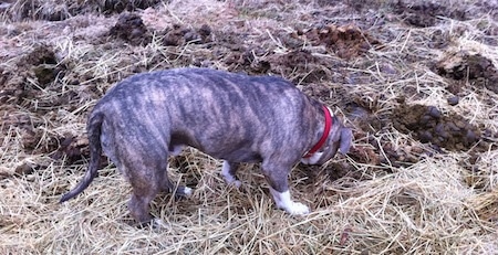 The side of a blue-nose Brindle Pit Bull Terrier that is eating horse poop.