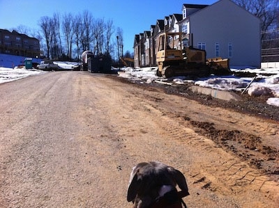 The back of a blue-nose Brindle Pit Bull Terrier that is looking down a construction site.