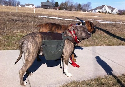 The side of a blue-nose Brindle Pit Bull Terrier that is wearing a backpack. Standing behind him is a brown brindle Boxer. The dogs are on a sidewalk.