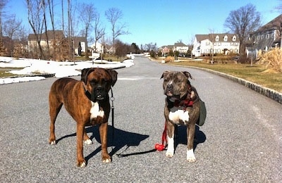 A brown brindle Boxer and a blue-nose Brindle Pit Bull Terrier are standing in the middle of a street in a neighborhood looking forward.