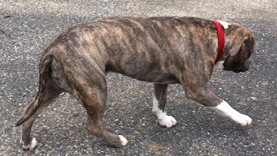 The side of a blue-nose Brindle Pit Bull Terrier that is walking across a blacktop surface.