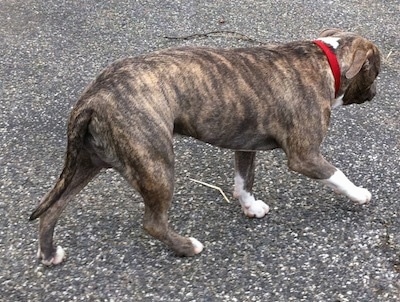 The side of a blue-nose Brindle Pit Bull Terrier that is walking across a blacktop surface. His head is level with his body. There is a straw piece under him.