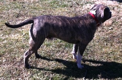 Right Profile - A blue-nose Brindle Pit Bull Terrier is standing in grass and he is looking to the right.
