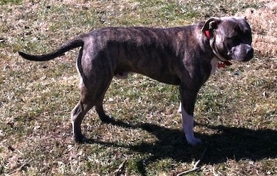 Side view - A blue-nose Brindle Pit Bull Terrier is standing in grass and he is looking to the right. His head and tail are level with his body.