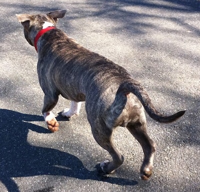 The back of a blue-nose Brindle Pit Bull Terrier that is running up a blacktop surface.