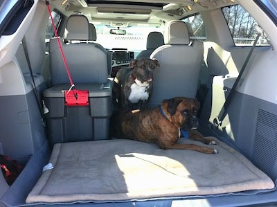 A brown brindle Boxer is laying in the backseat of a Toyota Sienna minivan vehicle between two seats. Behind him is a blue-nose Brindle Pit Bull Terrier.