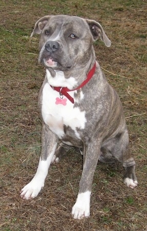 Front side view - A blue-nose Brindle Pit Bull Terrier is wearing a red collar sitting in grass looking forward and up.