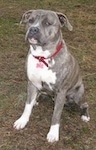 A blue-nose brindle Pit Bull Terrier is sitting in a muddy area and he is looking forward and to the left.