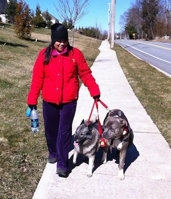 A lady in a red coat is leading a Norwegian Elkhound and a blue-nose Brindle Pit Bull Terrier on a walk down a sidewalk. The lady is holding a Dasani water bottle.