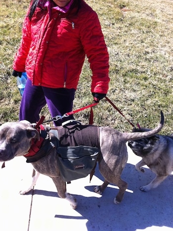 A Norwegian Elkhound is walking behind a blue-nose Brindle Pit Bull Terrier up a sidewalk by a lady in a red coat and purple pants who is standing behind them.