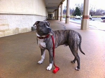 A blue-nose Brindle Pit Bull Terrier is standing on a concrete surface and he is looking to the right outside of a store in a shopping center.