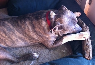 A blue-nose Brindle Pit Bull Terrier is laying across a dog bed in front of a door and he is chewing on a log.