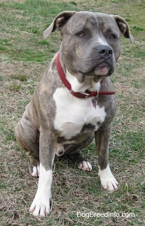 Front side view - A large-headed, blue-nose Brindle Pit Bull Terrier is sitting in grass and he is looking forward.