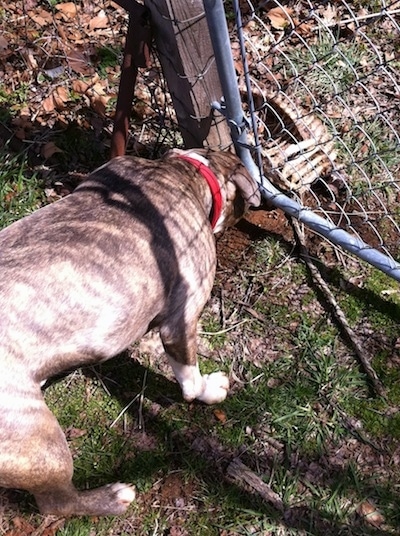 The back of a blue-nose Brindle Pit Bull Terrier is sniffing a connected rid cage and spine of a dead animal through a closed chain link gate.