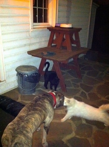 The back of a blue-nose Brindle Pit Bull Terrier standing on a stone porch inspecting a white cat in front of him. A black cat is standing under a wooden table.