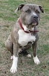 A blue-nose brindle Pit Bull Terrier is sitting in grass and he is looking up and to the right.