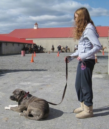 A blue-nose Brindle Pit Bull Terrier is laying on a concrete surface and behind him is a girl in a grey sweater holding his leash.