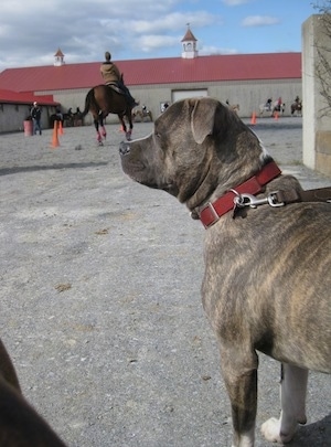 A blue-nose Brindle Pit Bull Terrier is standing on a concrete surface and he is looking to the left. There is a person riding a horse around orange cones in the background.