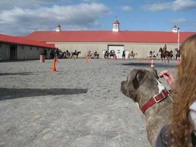 The back of a blue-nose brindle Pit Bull Terrier that is being pet by a girl. They are looking at horses riding around orange cones.