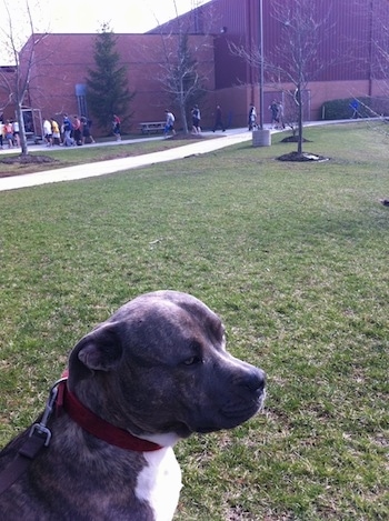 A blue-nose Brindle Pit Bull Terrier is sitting in grass and he is looking to the right. There is a school with kids walking around behind him.