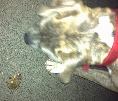 Top down view of a blue-nose Brindle Pit Bull Terrier walking across a driveway to a toad.