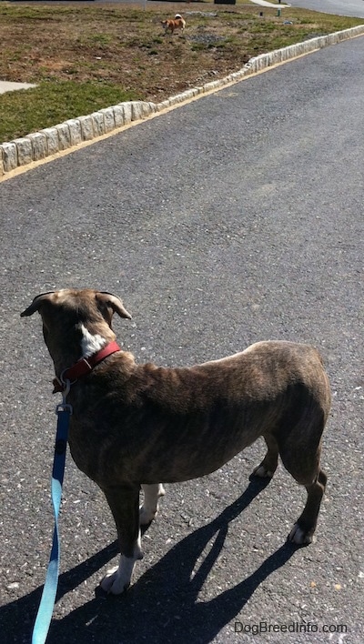 The side of a blue-nose Brindle Pit Bull Terrier that is standing in a street. He is looking at a small red and tan dog that is in a yard behind him.