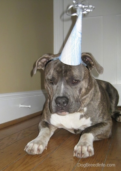 Front view - A blue-nose Brindle Pit Bull Terrier is laying on a hardwood floor and he is wearing a birthday hat. He is looking down.