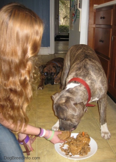 A girl is holding one of the doggie cakes and a blue-nose Brindle Pit Bull Terrier is eating it out of her hand. A brown brindle Boxer is laying on a tiled floor behind him.