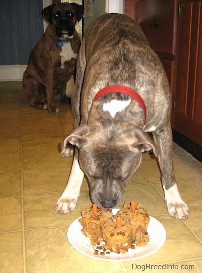 A blue-nose Brindle Pit Bull Terrier is standing on a tiled floor and he is eating one of the doggie cakes.