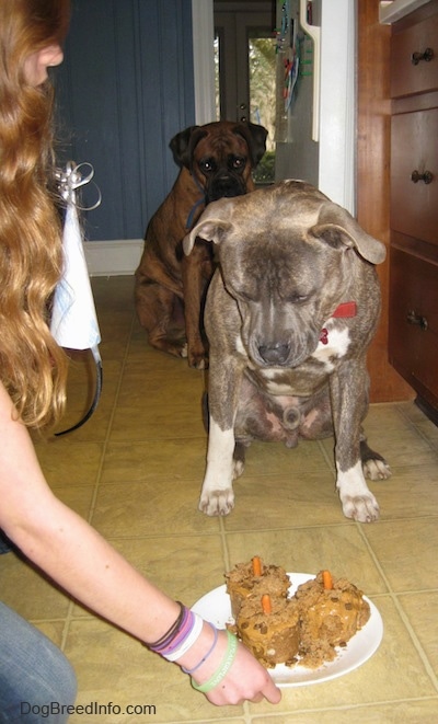 A blue-nose Brindle Pit Bull Terrier is sitting on a tiled floor and he is looking down at three doggie cakes on a plate. There is a brown brindle Boxer sitting behind him.