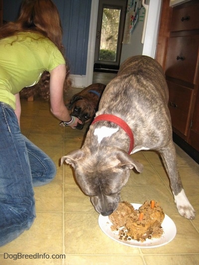 A blue-nose Brindle Pit Bull Terrier is eating the doggie cakes on a plate. A girl in green is reaching behind him and giving a brown brindle Boxer laying behind the Terrier a treat.