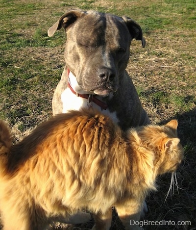 A blue-nose Brindle Pit Bull Terrier is sitting in grass and his eyes are closed. An orange cat is rubbing across the chest of the dog.