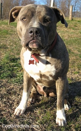 close up - A blue-nose Brindle Pit Bull Terrier is sitting in grass and he is looking forward. He is leaning forward.